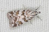 Scoparia pyralella
