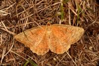 Angerona prunaria