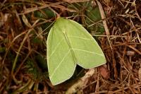 Bena bicolorana