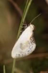 Cilix glaucata