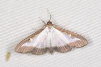 Cydalima perspectalis