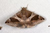 Dysgonia algira
