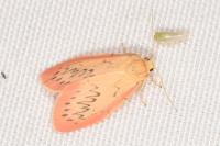Miltochrista miniata