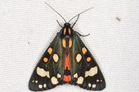 Callimorpha dominula