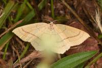 Cyclophora linearia