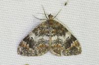 Dysstroma truncata