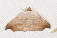 Laspeyria flexula