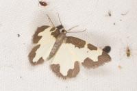Lomaspilis marginata