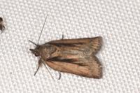 Nycteola revayana