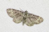 Pasiphila rectangulata