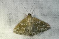 Evergestis frumentalis