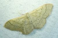 Idaea deversaria