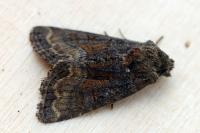 Oligia