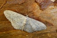 Idaea seriata