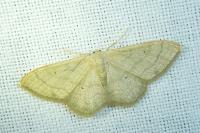 Idaea straminata