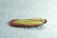 Oncocera semirubella