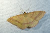 Rhodostrophia calabra