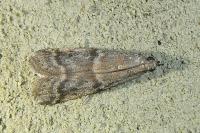 Ephestia woodiella