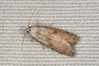 Aphomia sociella