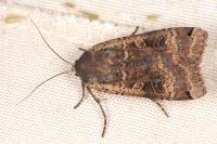 Noctua pronuba