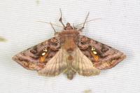Autographa pulchrina