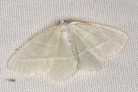 Campaea margaritaria