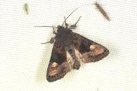 Euplexia lucipara