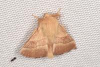 Malacosoma neustria