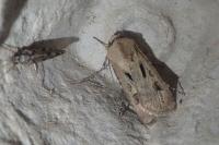 Agrotis exclamationis exclamationis