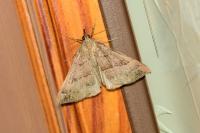 Hypena proboscidalis