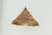 Hypena proboscidalis