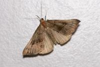 Hypena proboscidalis