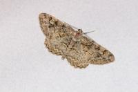 Alcis repandata