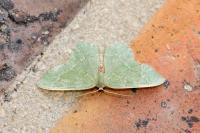 Hemithea aestivaria