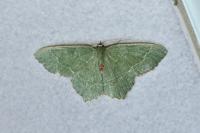 Hemithea aestivaria