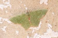 Hemithea aestivaria