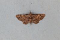 Gymnoscelis rufifasciata