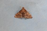 Metasia cuencalis bourgognei