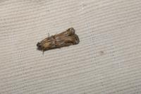 Asalebria florella