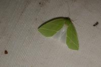Bena bicolorana