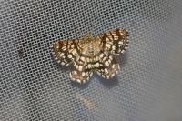 Chiasmia clathrata