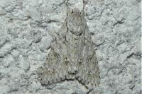 Acronicta aceris