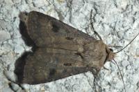 Agrotis exclamationis exclamationis