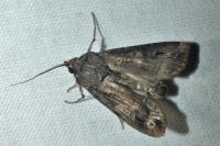 Agrotis ipsilon