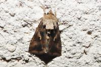 Autographa gamma