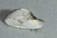 Cilix glaucata/hispanica