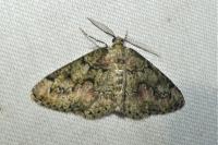 Cleorodes lichenaria