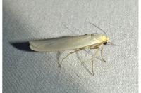 Eilema caniola