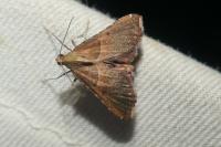 Endotricha flammealis