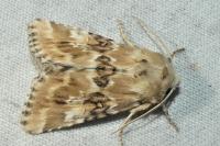 Eremobia ochroleuca
